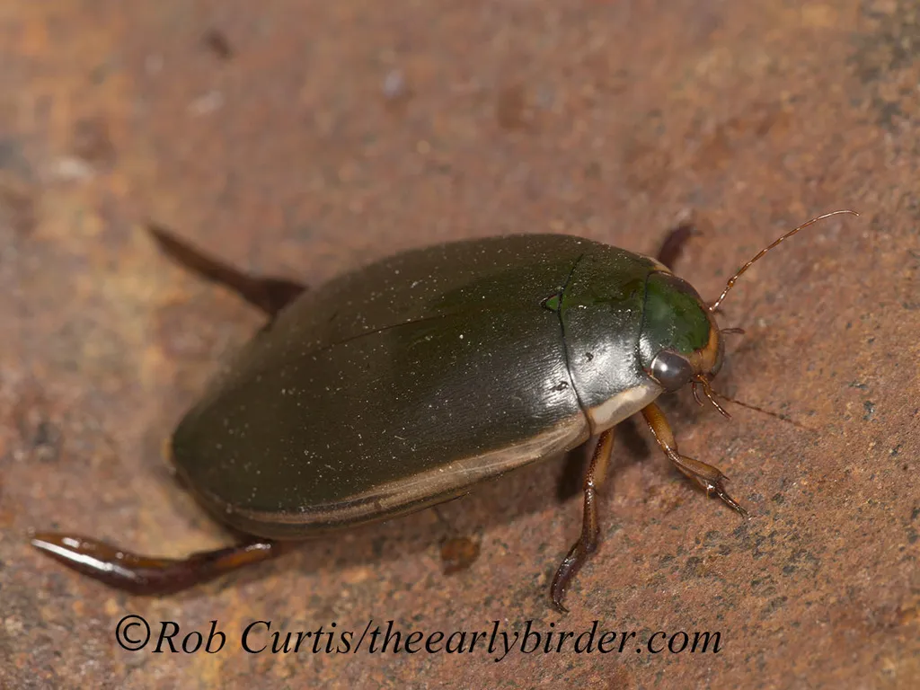 Predaceous Diving Beetle - photo 2
