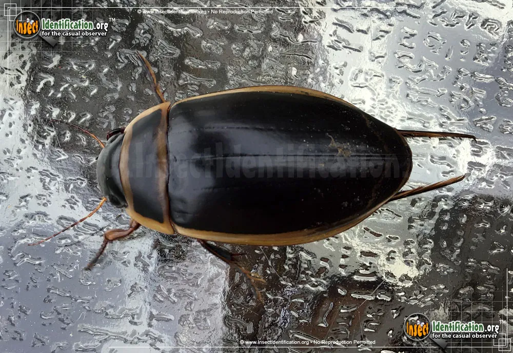 Predaceous Diving Beetle - photo 4