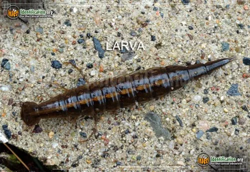 Predaceous Diving Beetle - photo 5