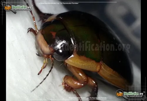 Predaceous Diving Beetle - photo 6