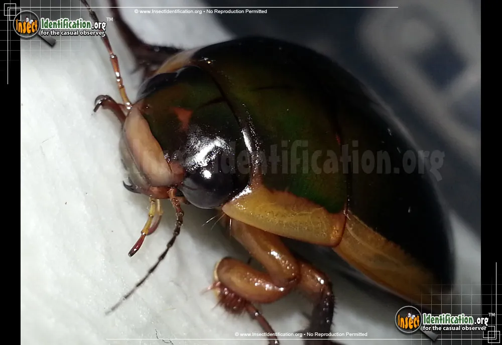 Predaceous Diving Beetle - photo 7