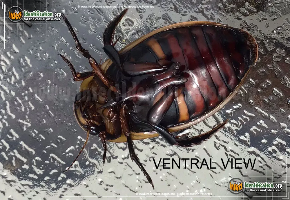 Predaceous Diving Beetle - photo 8