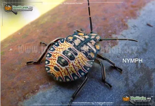 Predatory Stink Bug - photo 2