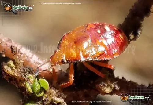 Predatory Stink Bug - photo 2