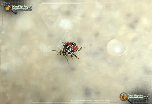 Predatory Stink Bug - photo 4