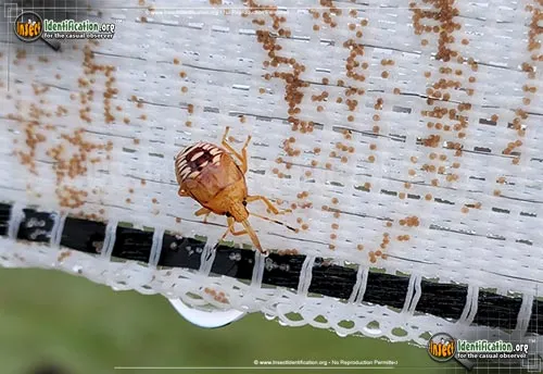 Predatory Stink Bug - photo 6