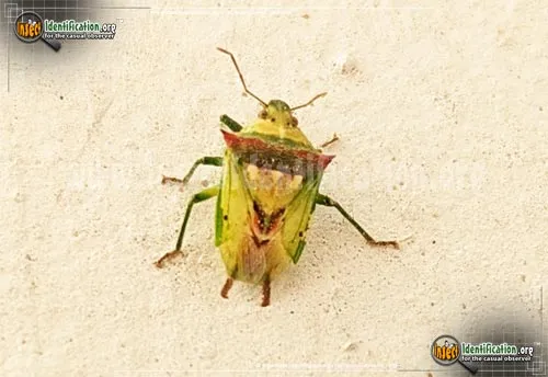 Predatory Stink Bug - photo 2