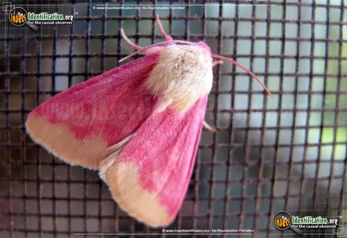 Primrose Moth - photo 2