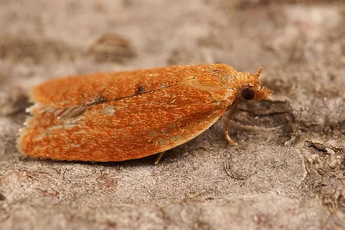 Privet Tortrix Moth
