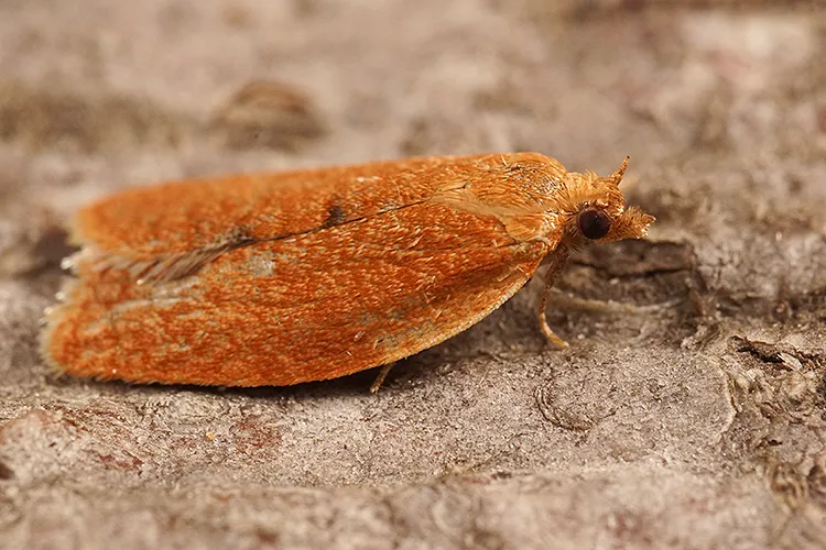 Privet Tortrix Moth - photo 3