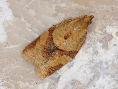 Privet Tortrix Moth - photo 4