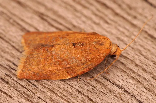 Privet Tortrix Moth - photo 5