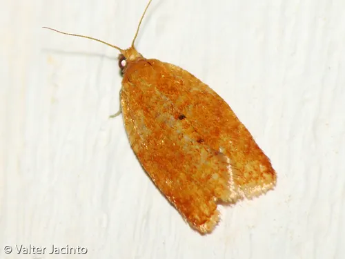 Privet Tortrix Moth - photo 6