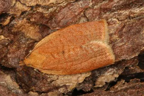 Privet Tortrix Moth - photo 7