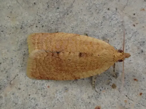 Privet Tortrix Moth - photo 8