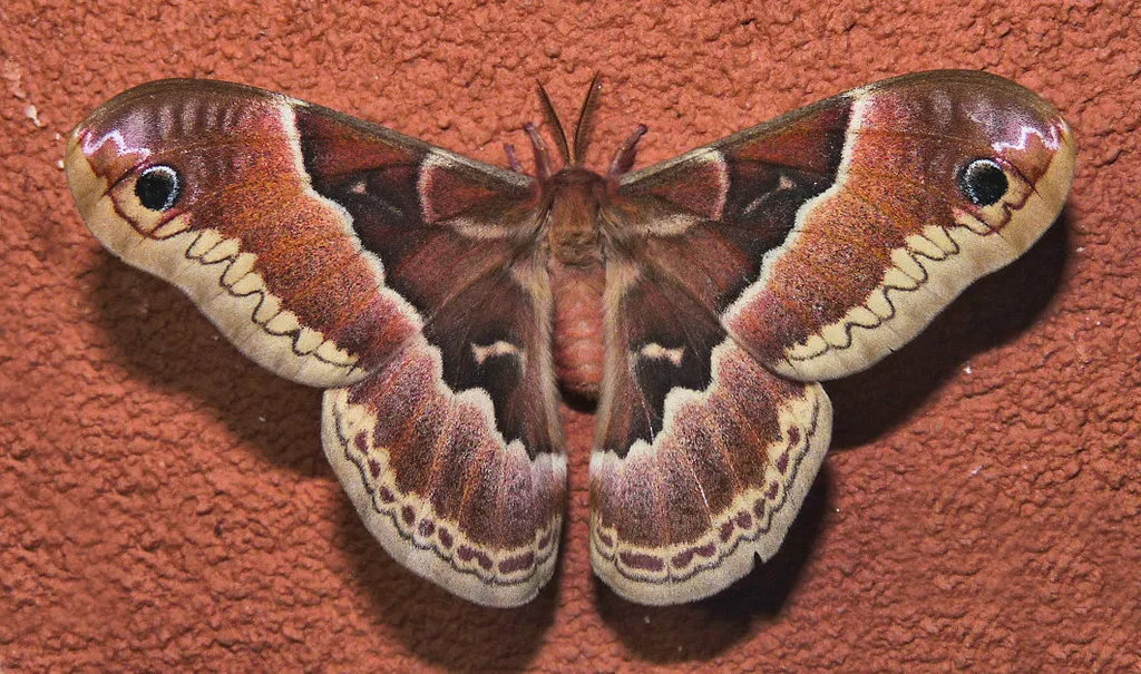 Promethea Moth - photo 2