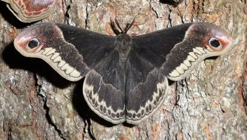 Promethea Moth - photo 3