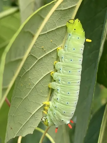 Promethea Moth - photo 4