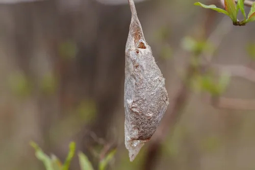 Promethea Moth - photo 6