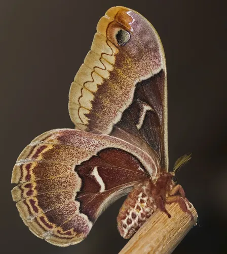 Promethea Moth - photo 7
