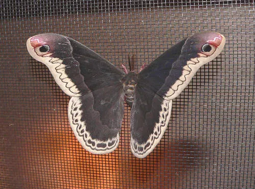 Promethea Moth - photo 8