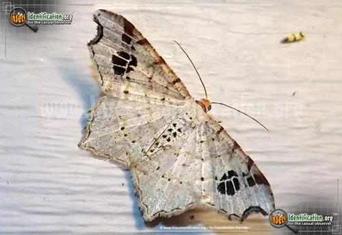 Promiscuous Angle Moth - photo 2