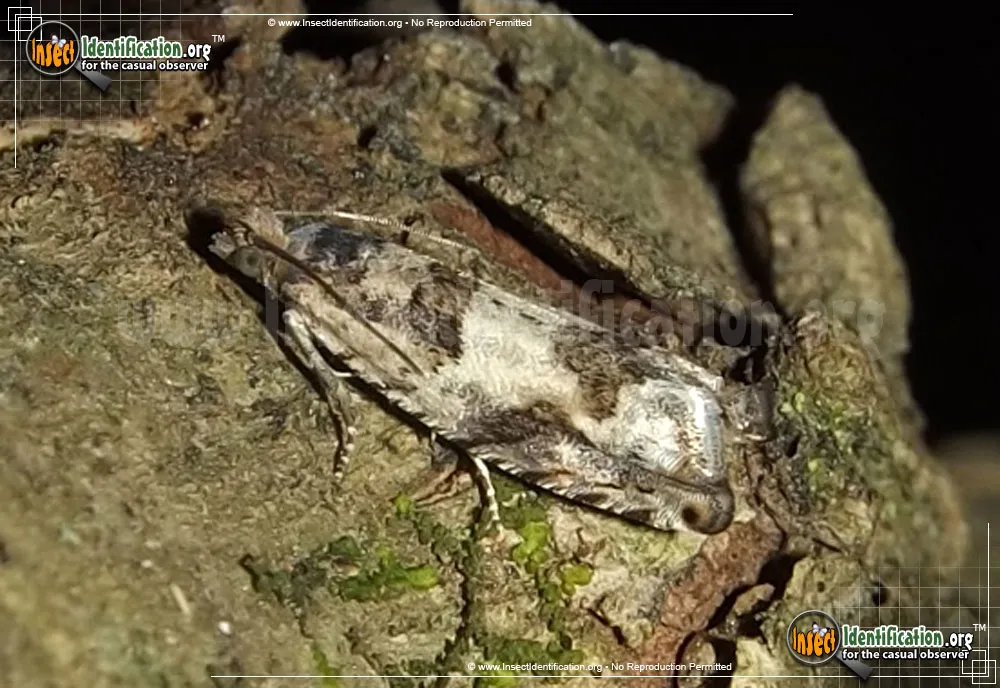 Pseudexentera Moth - Pseudexentera spp.