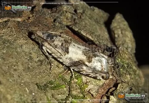 Pseudexentera Moth - photo 2