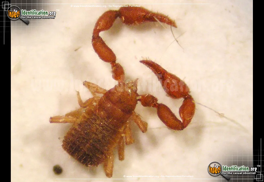 Pseudoscorpion
