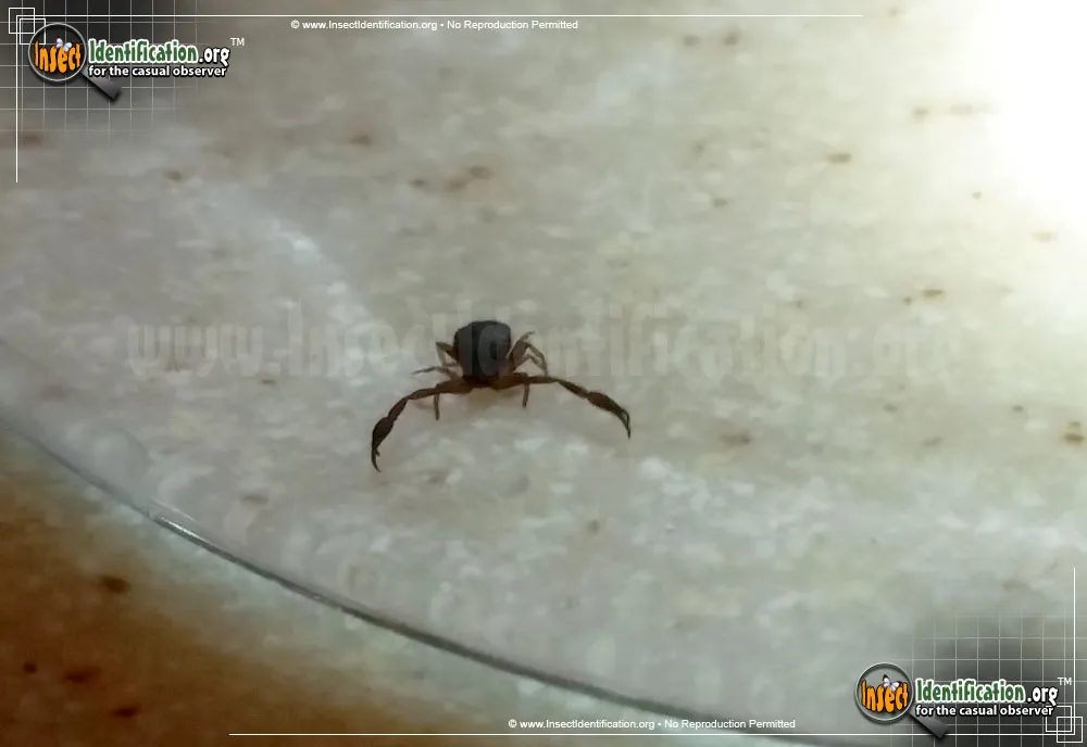 Pseudoscorpion - photo 3