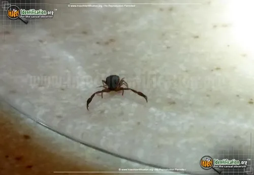 Pseudoscorpion - photo 4