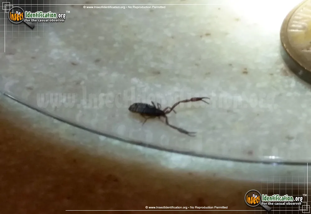 Pseudoscorpion - photo 5