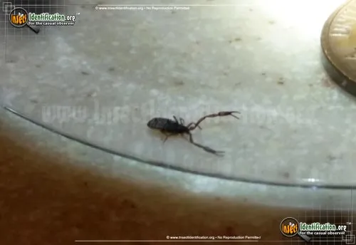 Pseudoscorpion - photo 6