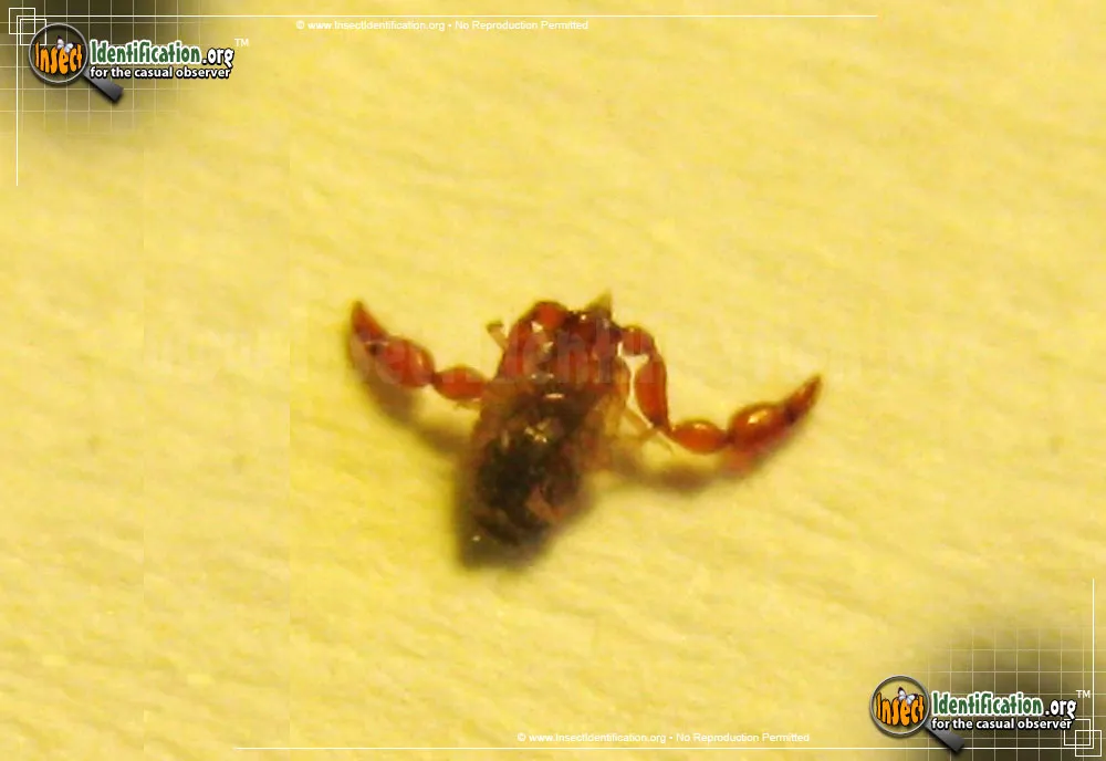 Pseudoscorpion - photo 7