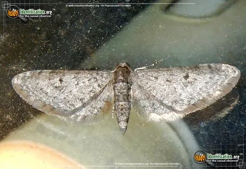 Pug Moth -Eupithecia spp. - photo 2