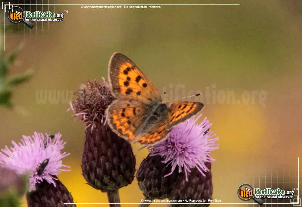 Purplish Copper Butterfly