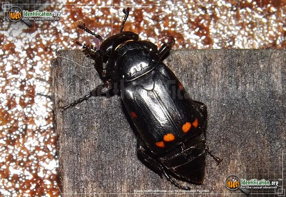 Pustulated Carrion Beetle