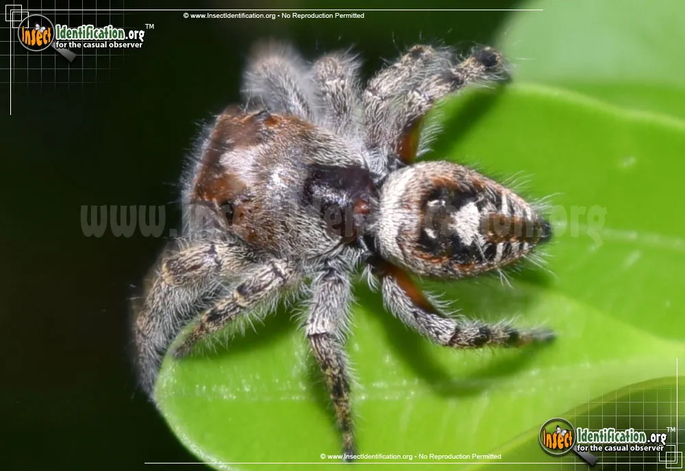 Putnam Jumping Spider - photo 3