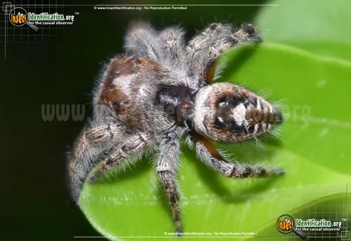 Putnam Jumping Spider - photo 4