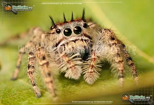Putnam Jumping Spider - photo 6