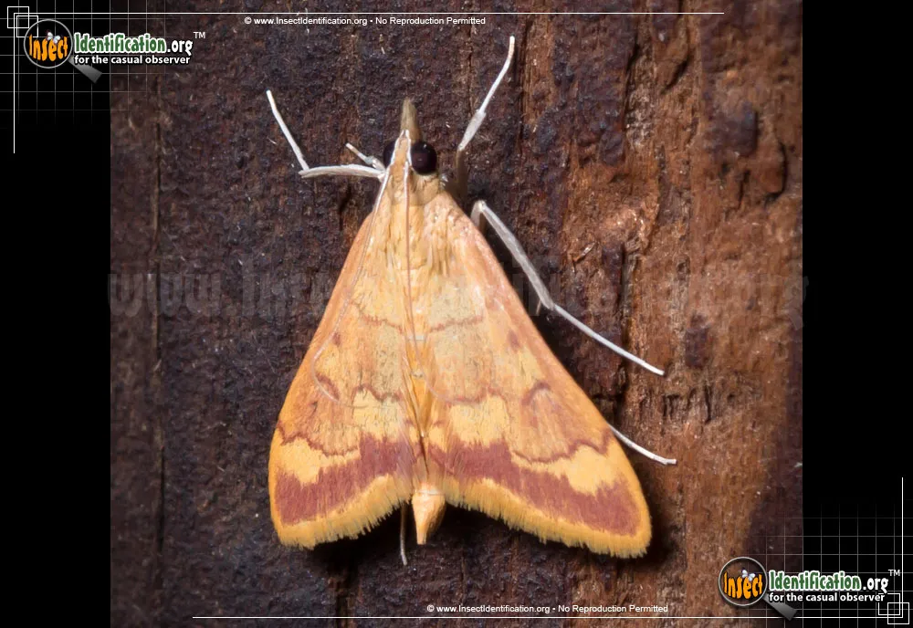 Pyrausta pseudonythesalis - Pyrausta pseudonythesalis