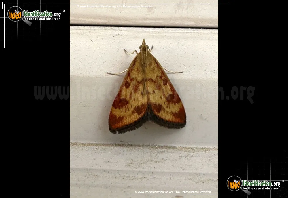 Pyrausta Moth