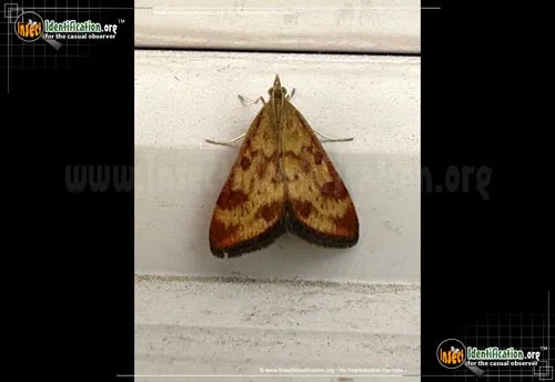 Pyrausta Moth - photo 2