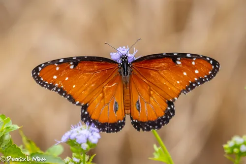 Queen Butterfly