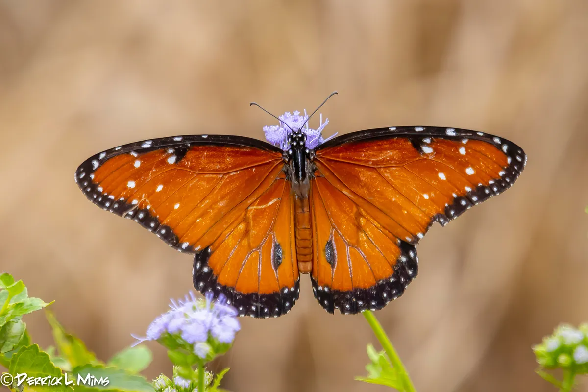 Queen Butterfly - photo 3