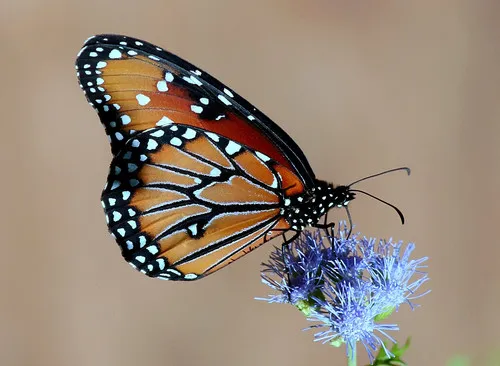 Queen Butterfly - photo 4