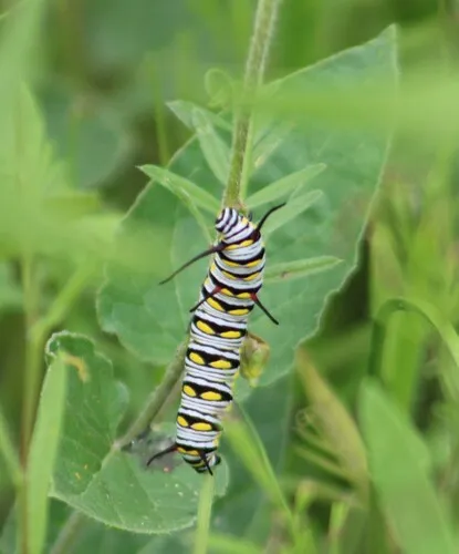 Queen Butterfly - photo 5