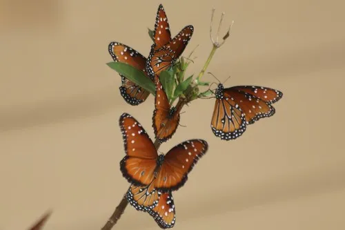 Queen Butterfly - photo 6