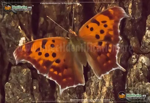 Question Mark Butterfly - photo 2