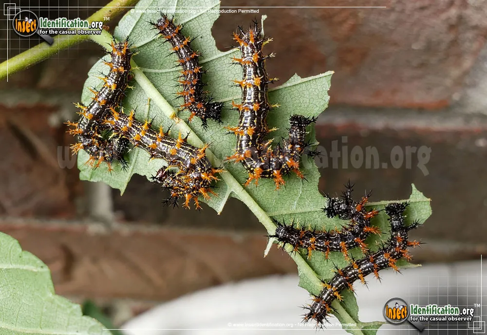 Question Mark Butterfly - photo 3